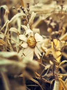 Preview wallpaper grass, dry, flower