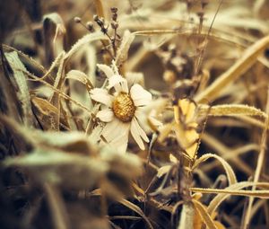 Preview wallpaper grass, dry, flower