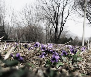 Preview wallpaper grass, dry, flowers, bright