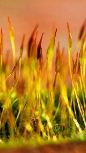 Preview wallpaper grass, dry, form, yellow