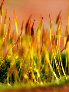 Preview wallpaper grass, dry, form, yellow