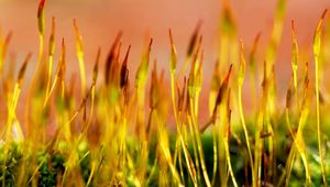 Preview wallpaper grass, dry, form, yellow