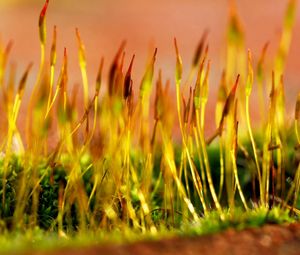 Preview wallpaper grass, dry, form, yellow