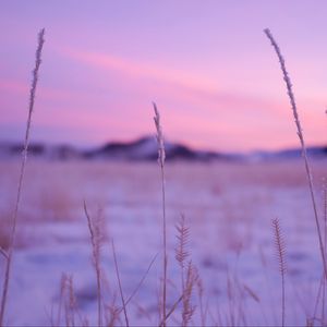 Preview wallpaper grass, dry, frost, blur, nature