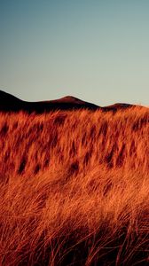Preview wallpaper grass, dry, hills, landscape, nature