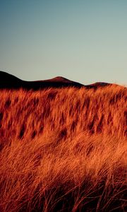 Preview wallpaper grass, dry, hills, landscape, nature