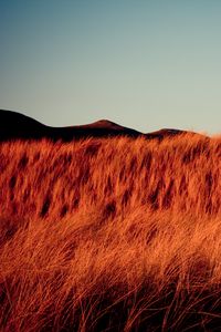 Preview wallpaper grass, dry, hills, landscape, nature