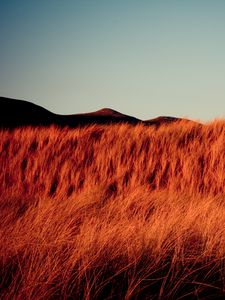 Preview wallpaper grass, dry, hills, landscape, nature