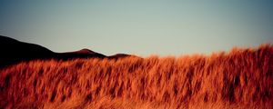 Preview wallpaper grass, dry, hills, landscape, nature