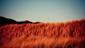 Preview wallpaper grass, dry, hills, landscape, nature