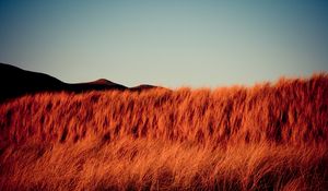 Preview wallpaper grass, dry, hills, landscape, nature