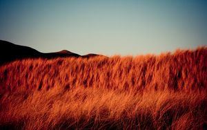 Preview wallpaper grass, dry, hills, landscape, nature