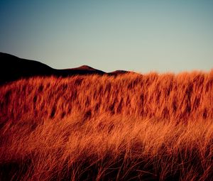 Preview wallpaper grass, dry, hills, landscape, nature