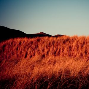 Preview wallpaper grass, dry, hills, landscape, nature