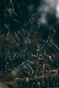 Preview wallpaper grass, dry, macro, plants