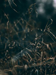 Preview wallpaper grass, dry, macro, plants