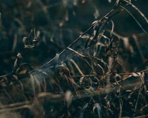 Preview wallpaper grass, dry, macro, plants