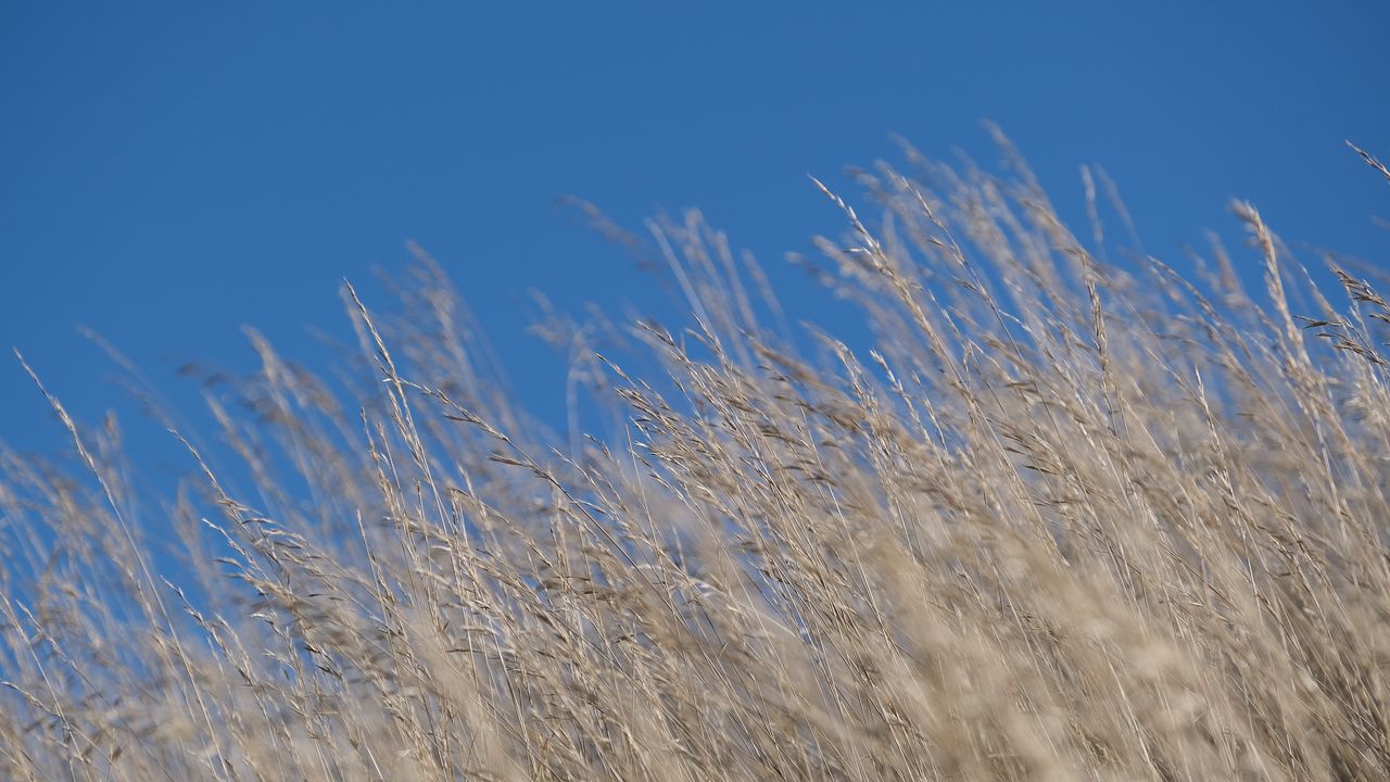 Wallpaper grass, dry, nature, blur, sky