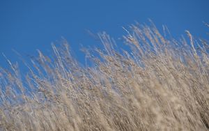 Preview wallpaper grass, dry, nature, blur, sky