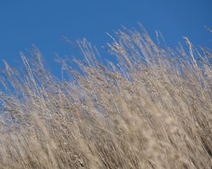 Preview wallpaper grass, dry, nature, blur, sky