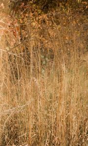 Preview wallpaper grass, dry, plants, field, nature