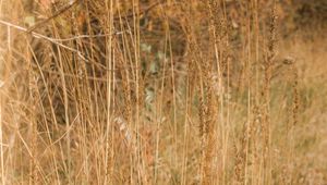 Preview wallpaper grass, dry, plants, field, nature