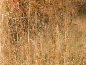 Preview wallpaper grass, dry, plants, field, nature