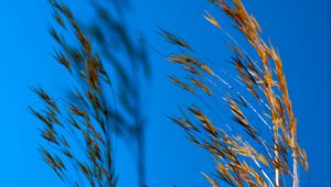 Preview wallpaper grass, dry, shadows