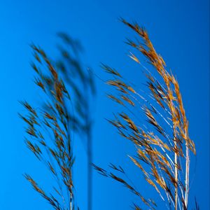 Preview wallpaper grass, dry, shadows