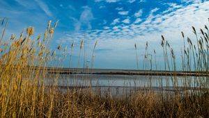 Preview wallpaper grass, dry, sky, horizon