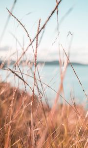 Preview wallpaper grass, dry, spikelets, plants, macro