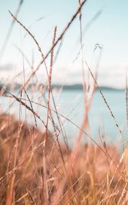 Preview wallpaper grass, dry, spikelets, plants, macro