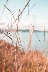 Preview wallpaper grass, dry, spikelets, plants, macro