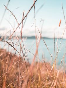 Preview wallpaper grass, dry, spikelets, plants, macro