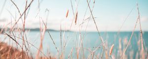 Preview wallpaper grass, dry, spikelets, plants, macro