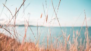 Preview wallpaper grass, dry, spikelets, plants, macro