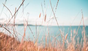 Preview wallpaper grass, dry, spikelets, plants, macro