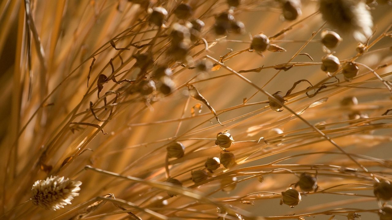 Wallpaper grass, dry, wind, autumn