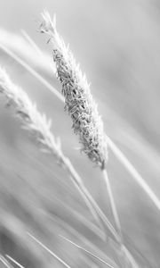 Preview wallpaper grass, ear, plant, bw, blur