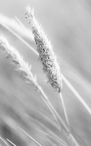 Preview wallpaper grass, ear, plant, bw, blur