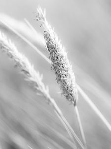 Preview wallpaper grass, ear, plant, bw, blur