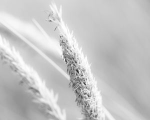 Preview wallpaper grass, ear, plant, bw, blur