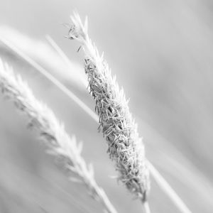 Preview wallpaper grass, ear, plant, bw, blur