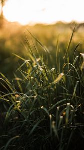 Preview wallpaper grass, ear, sun, macro