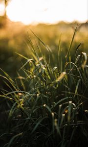 Preview wallpaper grass, ear, sun, macro
