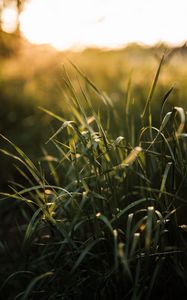 Preview wallpaper grass, ear, sun, macro