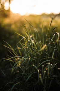 Preview wallpaper grass, ear, sun, macro