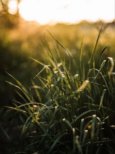 Preview wallpaper grass, ear, sun, macro