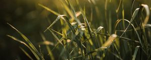Preview wallpaper grass, ear, sun, macro