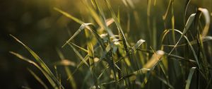 Preview wallpaper grass, ear, sun, macro